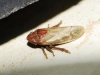 Tettigometra sp.