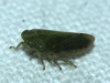 Tettigometra sp.