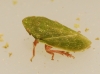 Tettigometra sulphurea