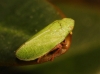 Tettigometra virescens