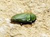 Tettigometra virescens