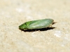 Tettigometra virescens