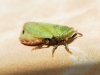 Tettigometra virescens