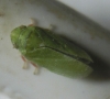 Tettigometra virescens
