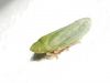 Tettigometra virescens