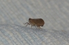 Tingissus guadarramense Tingissus guadarramense
