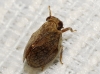 Tingissus guadarramense Tingissus guadarramense