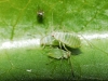 Acyrthosiphon sp.