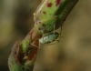 Acyrthosiphon lactucae