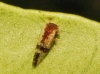 Agonoscena cisti