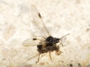 Anoecia sp.