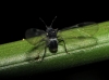 Anoecia sp.