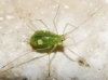 Aphididae