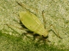 Aphididae