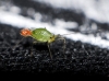 Aphididae