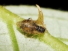 Aphididae