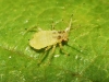 Aphididae