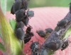Aphididae