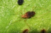 Aphididae