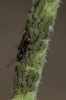 Aphididae