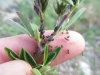 Aphis craccivora