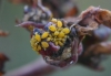 Aphis nerii