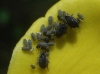 Aphis sp.