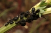 Aphis sp.