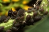 Aphis sp.