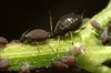 Aphis sp.