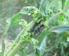 Aphis sp.