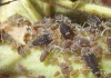 Aphis sp.
