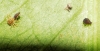 Aphis sp.