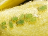 Aphis sp.
