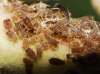 Aphis sp.