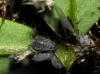 Aphis sp.
