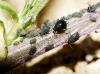 Aphis craccivora