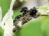 Aphis craccivora