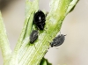 Aphis craccivora