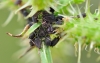 Aphis fabae Aphis fabae