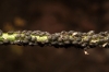 Aphis fabae Aphis fabae