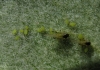 Aphis pomi
