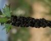Aphis sanguisorbae