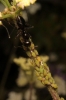 Aphis sp.