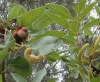 Baizongia pistaciae