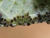 Brachycaudus cardui