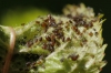 Brachycaudus sp.