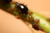 Brachycaudus persicae