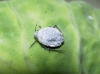 Brevicoryne brassicae