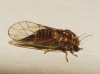 Cacopsylla sp.